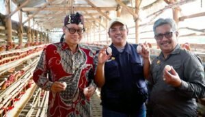 Peternak Milenial Jatim Kembangkan Ayam Arab