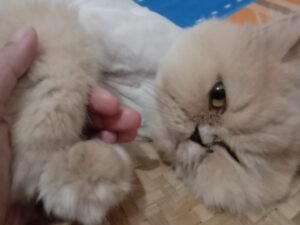 Ini 5 Tanda Kucing Menyayangi Pemiliknya