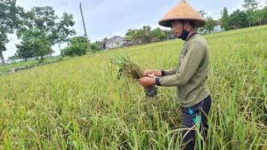 BRI Dorong Ribuan Desa BRILiaN Berdaya secara Ekonomi