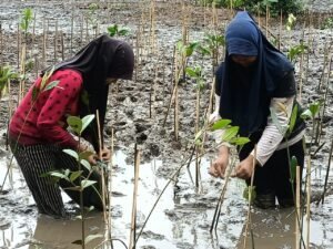 CSR BRI Gandeng IPB University Tanam Bibit Mangrove di Pulau Tidung