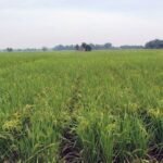 Pertanian Organik Jatisarono Minim Perhatian Pemkab Kulon Progo