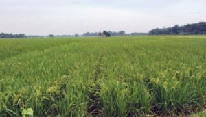 Kementan Kawal Penyuluh CSA Deli Serdang Monitoring Genta Organik