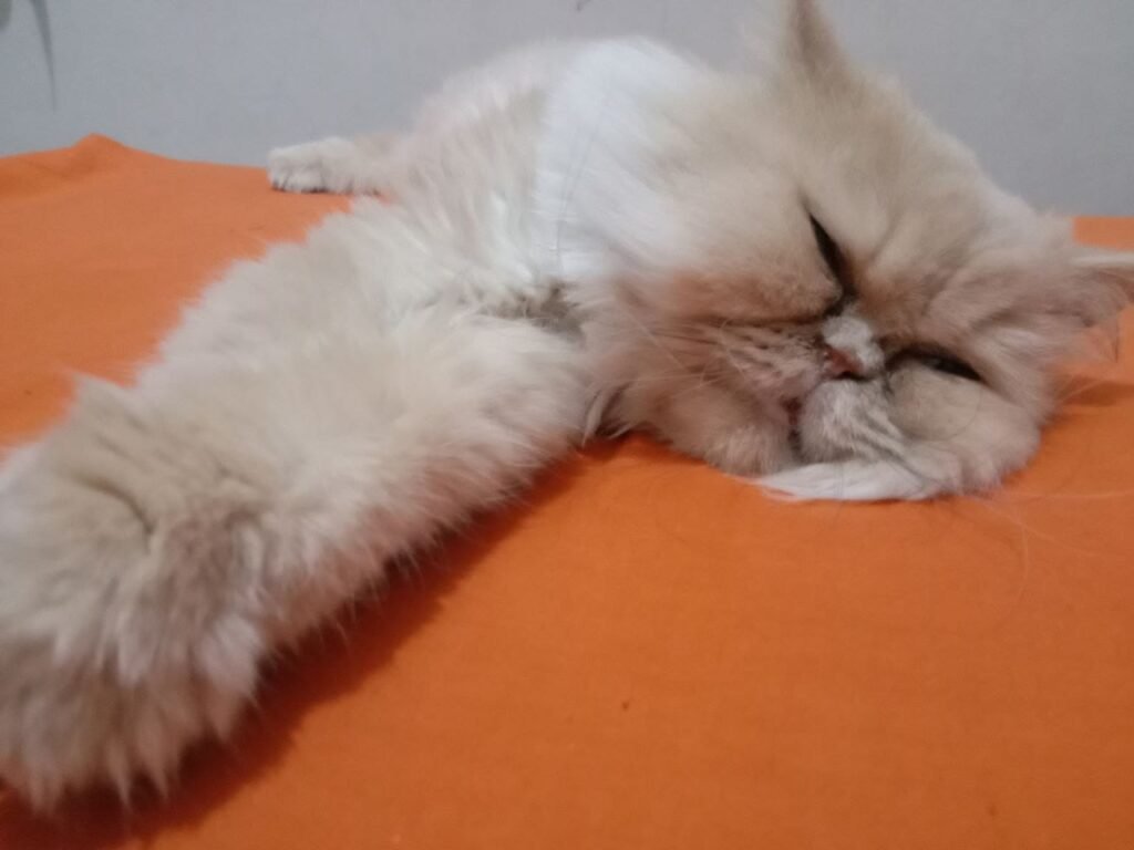 Penyebab Anabul Pilek dan Cara Tepat Menanganinya