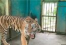 4 harimau medan zoo mati,solusi tercepat orang tua asuh
