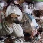 DKI Jakarta Segera Terbitkan Pergub Larangan Konsumsi Daging Anjing dan Kucing