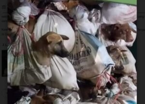 Pemkab Subang Antisipasi Perdagangan Anjing Untuk Dikonsumsi