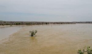 Pembangunan Tol dan Tanggul Laut Rusak 42 Ha Mangrove di Demak dan Semarang