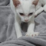 5 alasankucing suka memijat pemiliknya