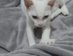 Kenapa Kucing Suka Memijat Pemiliknya, Ini 5 Alasannya