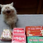 Ini Penyebab Kucing Peliharaan Mencuri Makanan