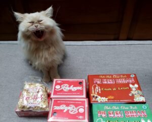 Ini Penyebab Kucing Peliharaan Mencuri Makanan