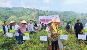 Sukses Panen Cabai, Kementan Optimalkan Petani Muda di Cianjur