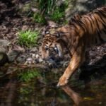 Harimau Serang warga di lampung