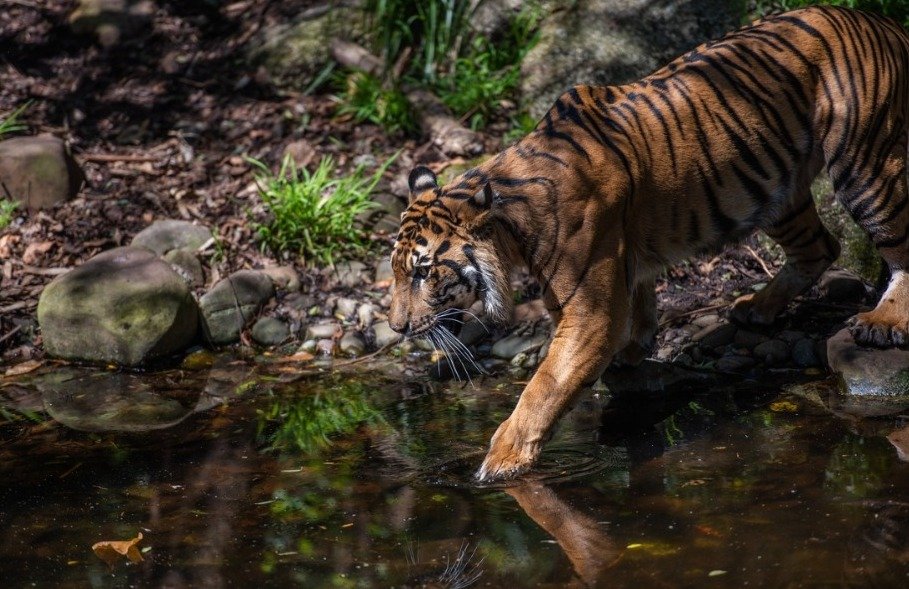 Harimau Serang warga di lampung