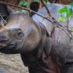 Sunendi Bunuh 7 Badak Jawa yang Terancam Punah di Taman Nasional Ujung Kulon