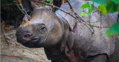 Sunendi Bunuh 7 Badak Jawa yang Terancam Punah di Taman Nasional Ujung Kulon