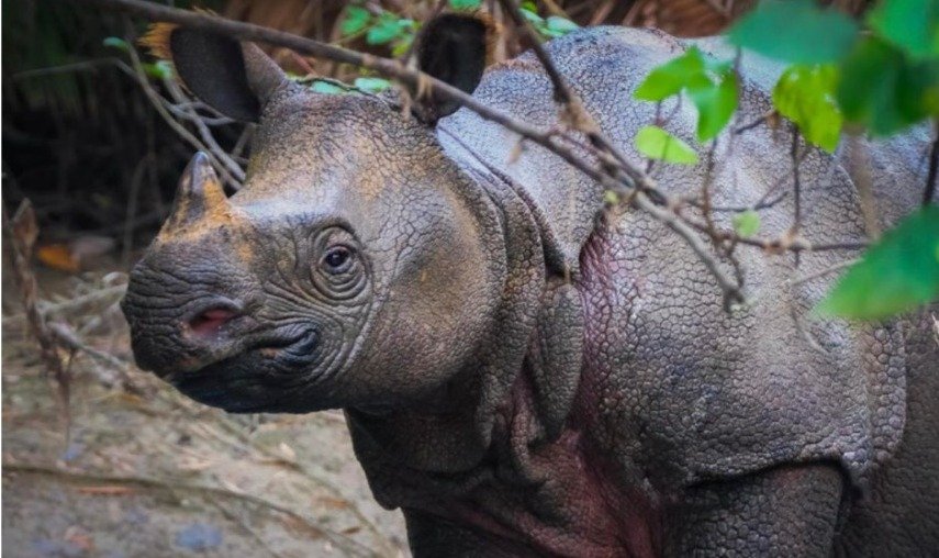 Sunendi Bunuh 7 Badak Jawa yang Terancam Punah di Taman Nasional Ujung Kulon