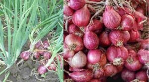 Mendag Zulhas Larang Impor Bawang Merah Meski Harga Naik
