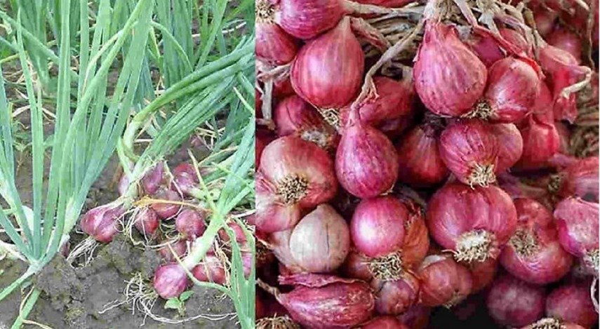 Mendag Zulhas Larang Impor Bawang Merah Meski Harga Naik
