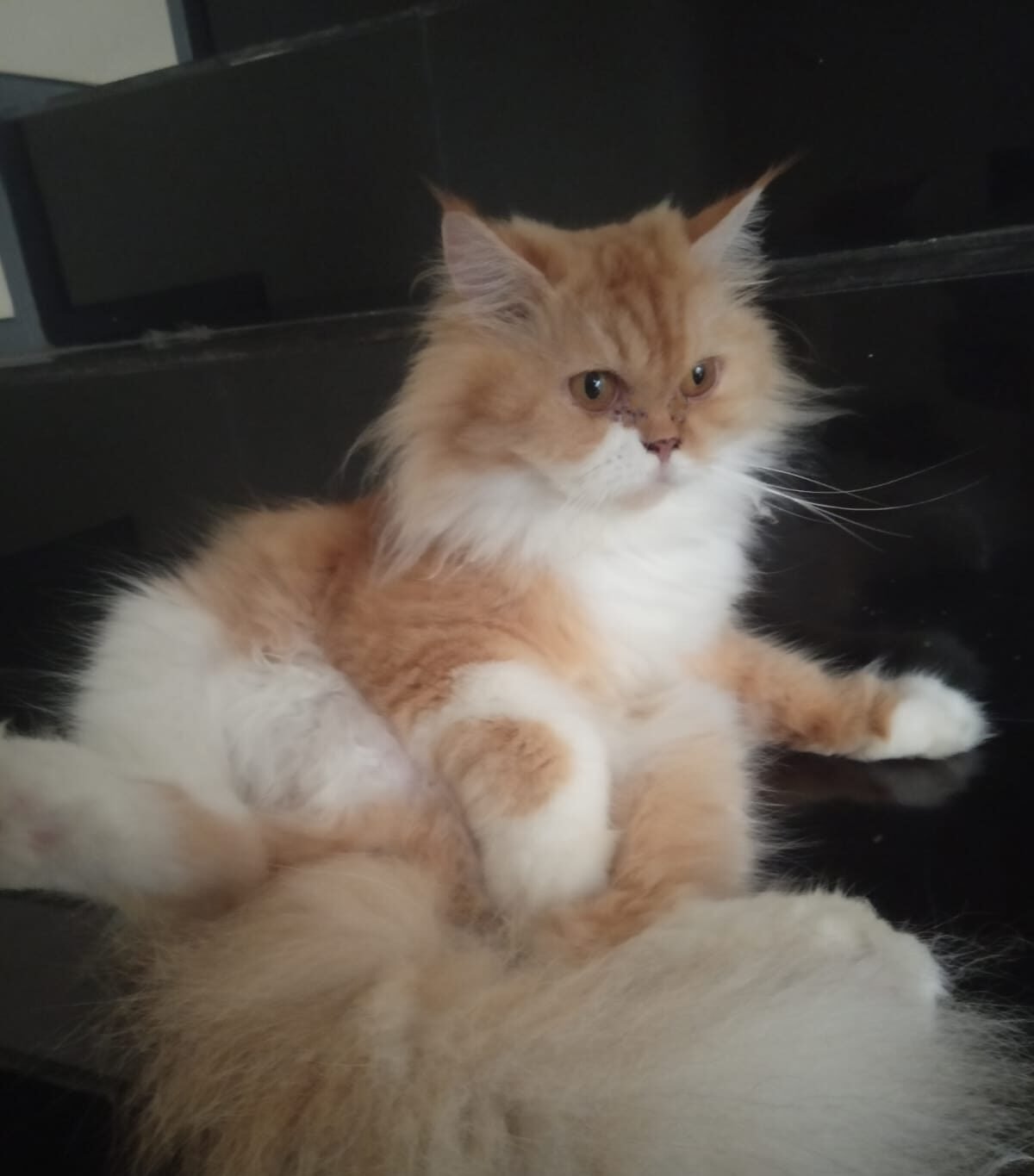 Benarkah Kucing "Oren" selalu Barbar?