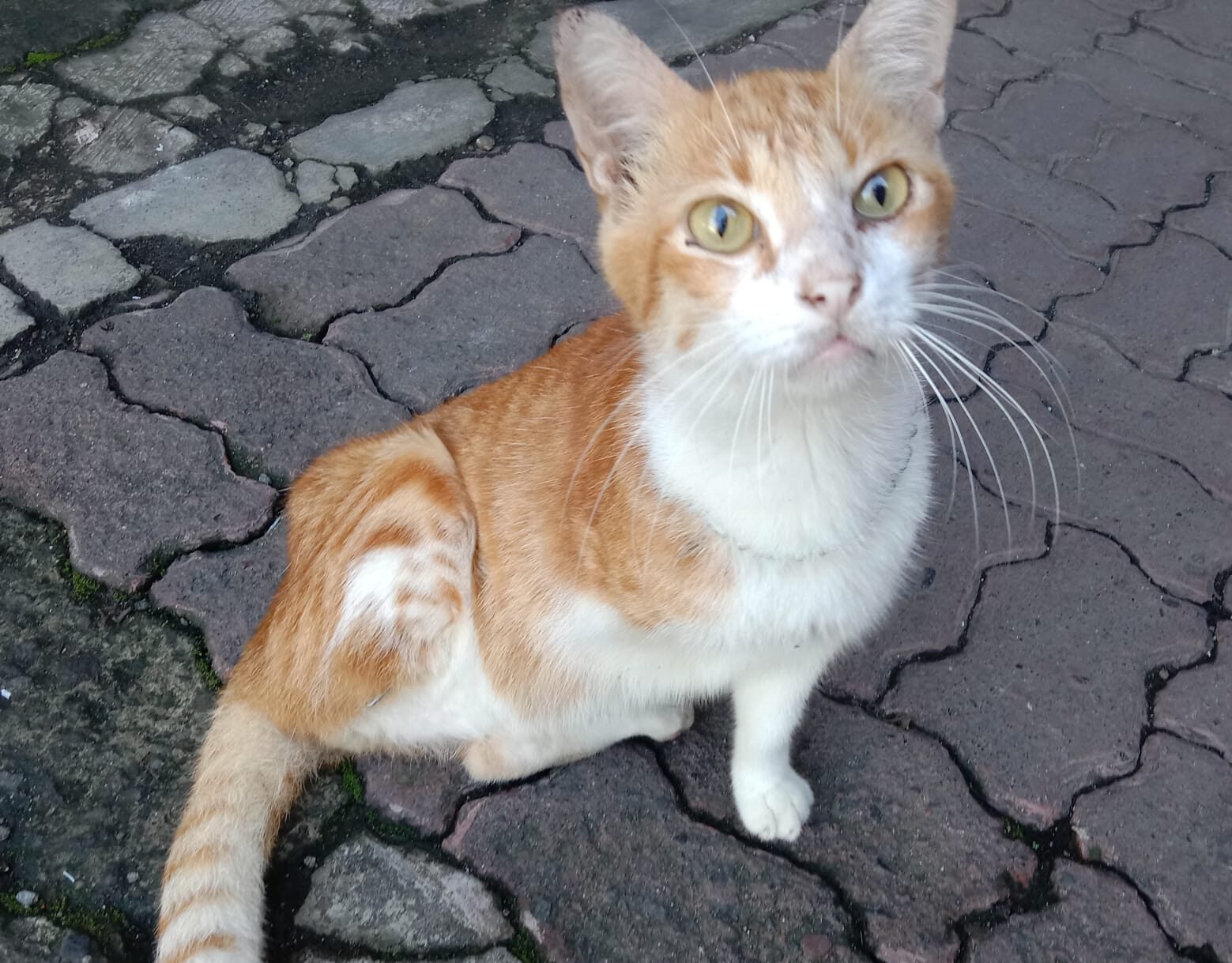 Cat Lovers! Ini 5 Tips Street Feeding yang Wajib Diketahui
