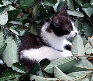 10 tanaman beracun buat kucing