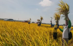 Nilai Tukar Petani di Bulan Mei 2024 Turun Jadi 116,71
