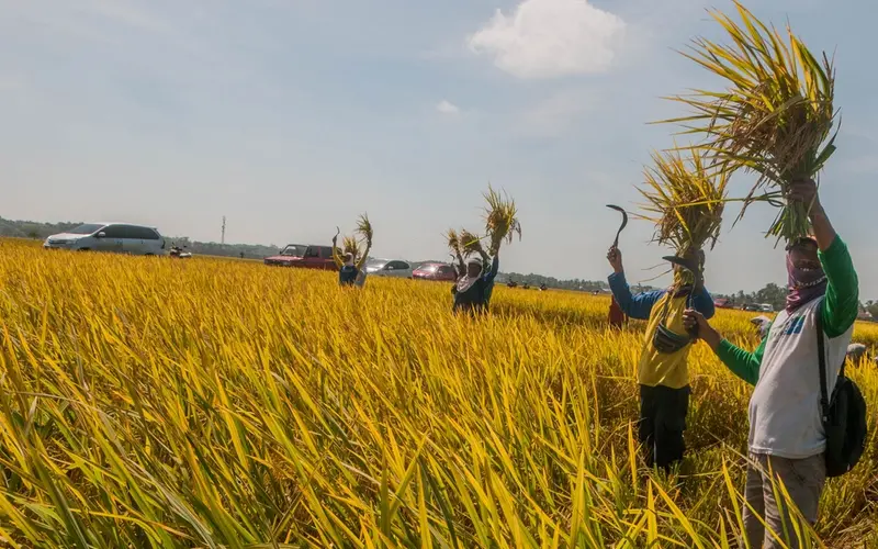 Harga Gabah Tembus Rp6.500/kg, Cukupkah untuk Sejahterakan Petani?