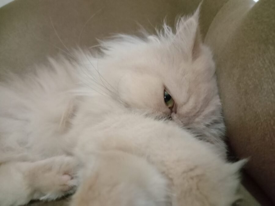 8 Ciri Kucing Sedih yang Jarang Disadari Pemiliknya