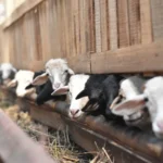 Polbangtan Bogor Gelar Bimtek Ternak Domba Tingkatkan Kompetensi Peternak