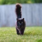 Kucing Hitam Dianggap Pembawa Sial, ini Faktanya!