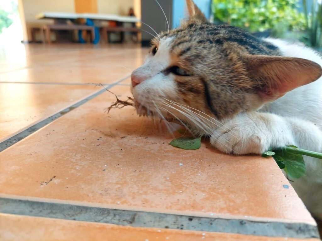 Relokasi Kucing Liar GBK Dimasukkan Plastik, Pengelola Buka Suara
