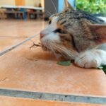 Relokasi Kucing Liar GBK Dimasukkan Plastik, Pengelola Buka Suara