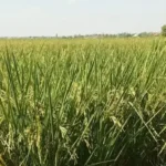 Pemerintah Targetkan Perum Bulog Serap 3 Juta Ton Beras Hingga April 2025, Ini Strateginya