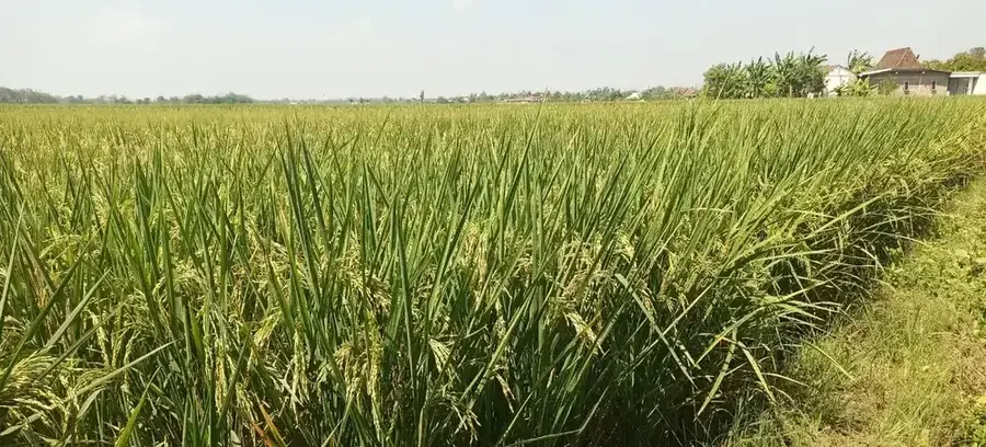 Pemerintah Targetkan Perum Bulog Serap 3 Juta Ton Beras Hingga April 2025, Ini Strateginya