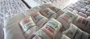 Luhut Ingin Ganti Subsidi Pupuk Petani Jadi BLT