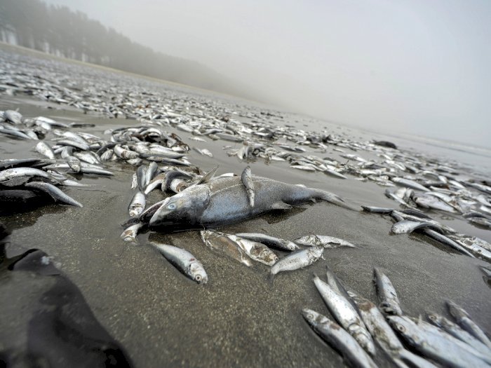 Ikan Laut Terdampar ke Daratan di Cianjur, Apakah ada Kaitan dengan Megathrust?