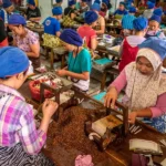 cukai Tak Naik hanya Harga Jual Eceran Rokok 2025 Tetap Naik