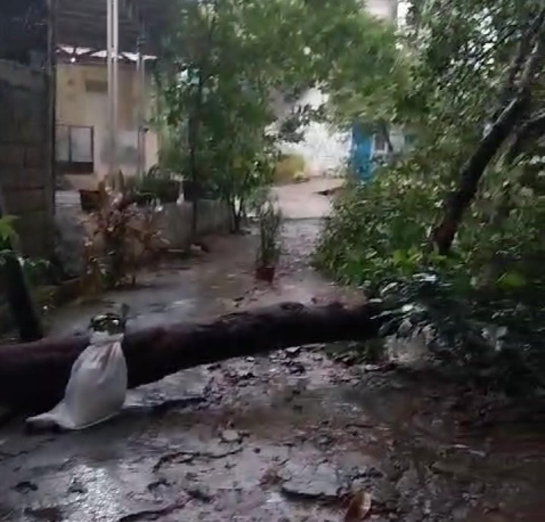 Bencana Puting Beliung Terjang Tiga Kecamatan di Kota Depok Puluhan Pohon Tumbang