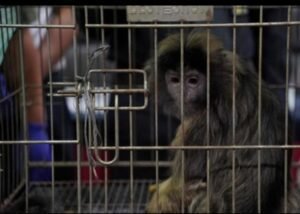 Bea Cukai Soekarno- Hatta Gagalkan Penyelundupan Tiga Ekor Primata Langka