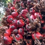 Rumah Sawit Indonesia: Indonesia Miliki Peran Strategis dalam Kedaulatan Pangan dan Energi Global