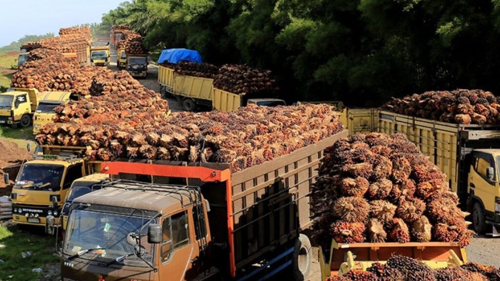 Kemendag Sebut Kenaikan CPO Dipengaruhi Peningkatan Permintaan dari India