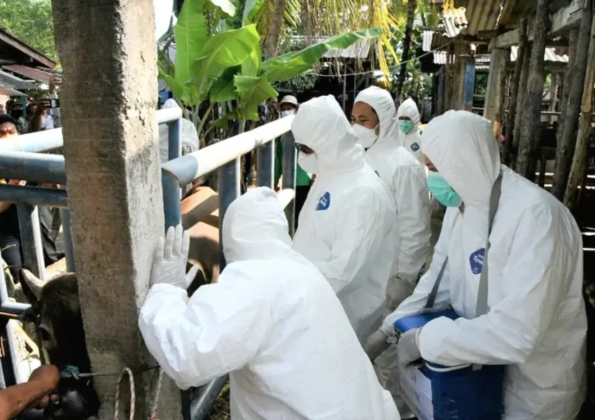 Rencana Impor Sapi dari Negara Terpapar PMK, Guru Besar IPB Ungkap Risiko Bagi Indonesia