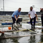 Wamenkop Hadiri Panen Perdana Budidaya Ikan Modern Koperasi Mambo Mina Mekar Sejahtera