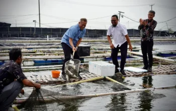 Wamenkop Hadiri Panen Perdana Budidaya Ikan Modern Koperasi Mambo Mina Mekar Sejahtera