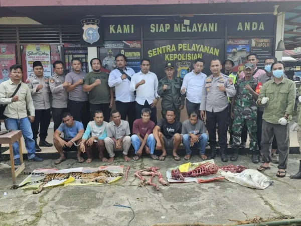Harimau Sumatera di Rokan Hulu Dicincang dan Dikuliti