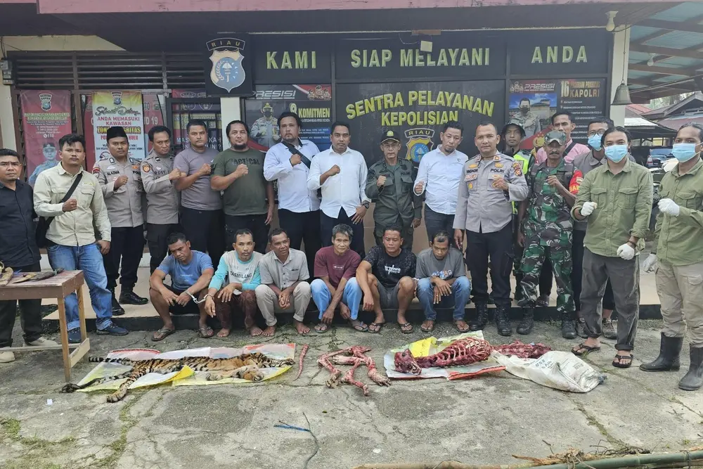 Harimau Sumatera di Rokan Hulu Dicincang dan Dikuliti
