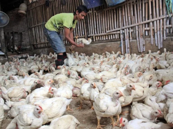Asosiasi Peternak Rakyat Desak Program Makan Bergizi Gratis Dukung Produk Lokal