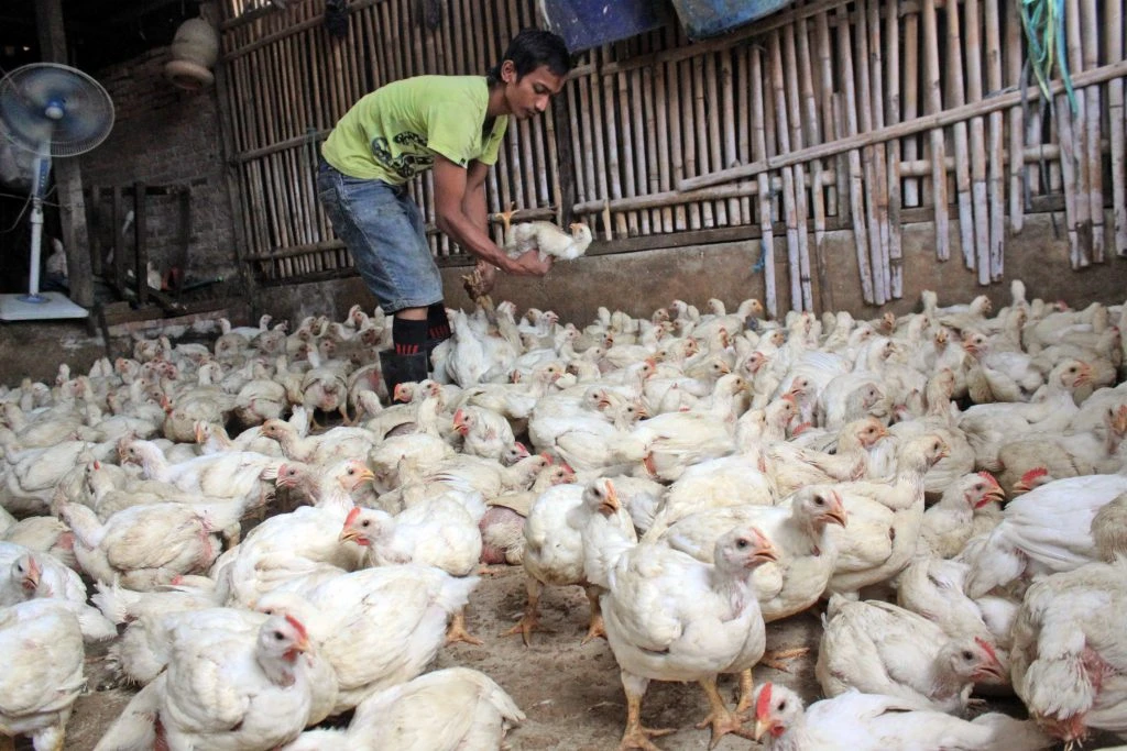 Asosiasi Peternak Rakyat Desak Program Makan Bergizi Gratis Dukung Produk Lokal