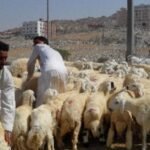 PP Persis Tegaskan: Sembelihan Dam Haji Tamattu' Wajib di Tanah Haram